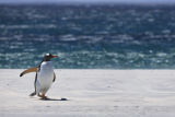 Gentoo  Penguin